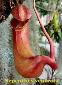 ventrata